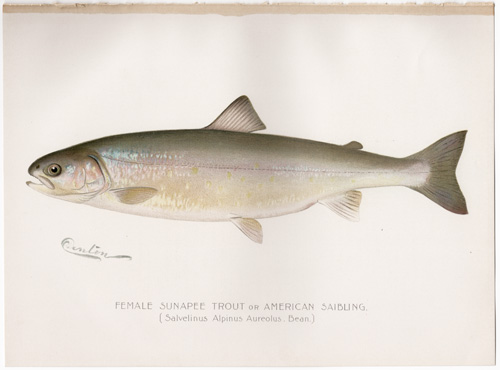Denton fish lithograph from 1897 female trout